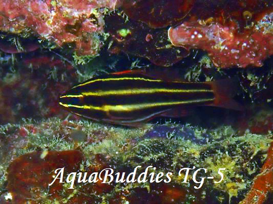 ~i~tgXWCV` BlackStripe Cardinalfish Ostorhinchus nigrofasciatus