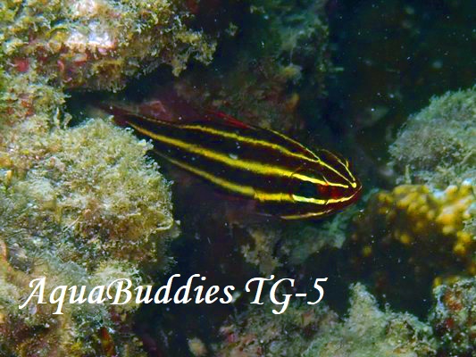 ~i~tgXWCV` BlackStripe Cardinalfish Ostorhinchus nigrofasciatus