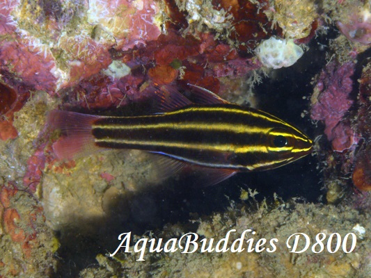 ~i~tgXWCV` BlackStripe Cardinalfish Ostorhinchus nigrofasciatus