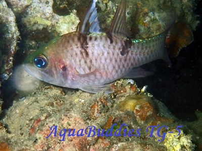 ~XWAJqCV` Three-Spot Cardnalfish Pristicon trimaculatus