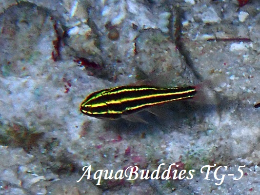 ~i~tgXWCV` BlackStripe Cardinalfish Ostorhinchus nigrofasciatus