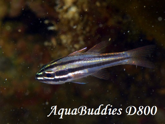 ~XWeWN_C Reef-Flat Cardinalfsih Ostorhinchus taeniophorus