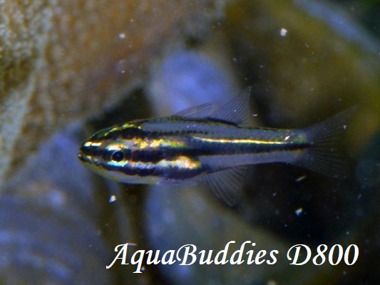 ~XWeWN_C Reef-Flat Cardinalfsih Ostorhinchus taeniophorus