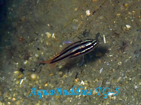 ~XWeWN_C Reef-Flat Cardinalfsih Ostorhinchus taeniophorus