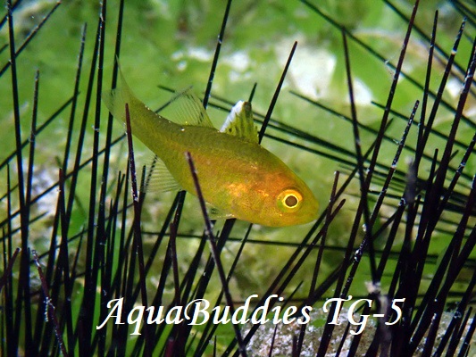 ~RCV` Frostfin Cardinalfish Ostorhinchus ishigakiensis