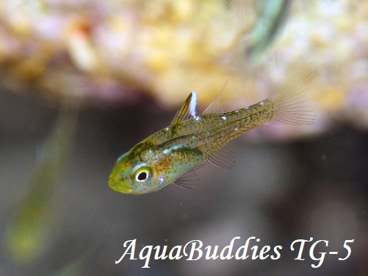 ~RCV` Frostfin Cardinalfish Ostorhinchus ishigakiensis