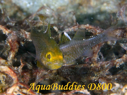 ~RCV` Frostfin Cardinalfish Ostorhinchus ishigakiensis