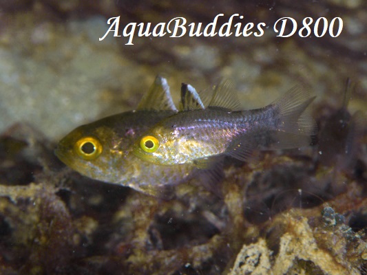 ~RCV` Frostfin Cardinalfish Ostorhinchus ishigakiensis