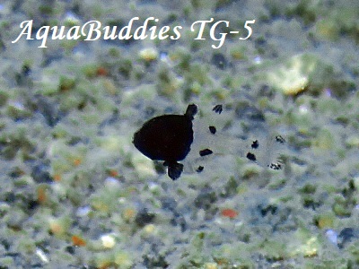 cLCV` Black Cardinalfish Apogonichthyoides melas