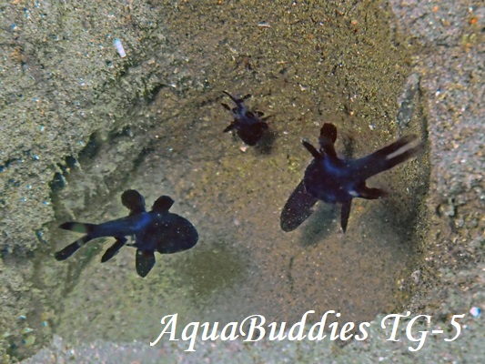 �����c�L�C�V���` Black Cardinalfish Apogonichthyoides melas