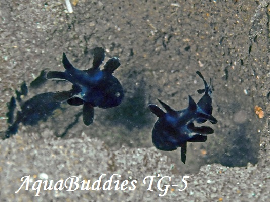 �����c�L�C�V���` Black Cardinalfish Apogonichthyoides melas