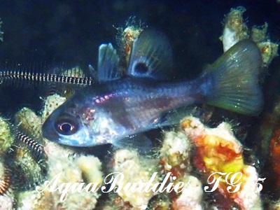 cLCV` Black Cardinalfish Apogonichthyoides melas