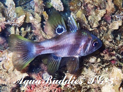 cLCV` Black Cardinalfish Apogonichthyoides melas