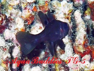 cLCV` Black Cardinalfish Apogonichthyoides melas