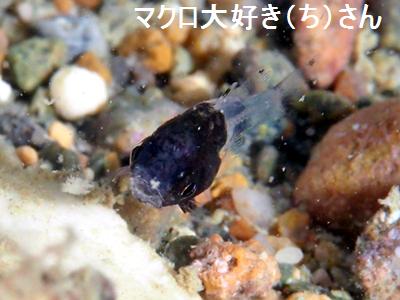 cLCV` Black Cardinalfish Apogonichthyoides melas