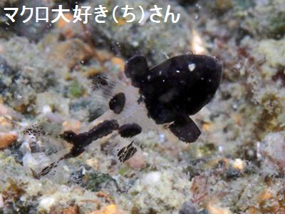 cLCV` Black Cardinalfish Apogonichthyoides melas