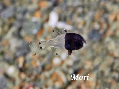 cLCV` Black Cardinalfish Apogonichthyoides melas