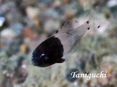 cLCV` Black Cardinalfish Apogonichthyoides melas