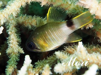 Multi-Barred Cardinalfish Nectamia luxuria