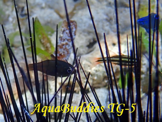 ~i~tgXWCV` BlackStripe Cardinalfish Ostorhinchus nigrofasciatus