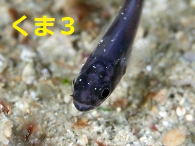 keWN_C Gelatinous Cardinalfish Pseudamia gelatinosa