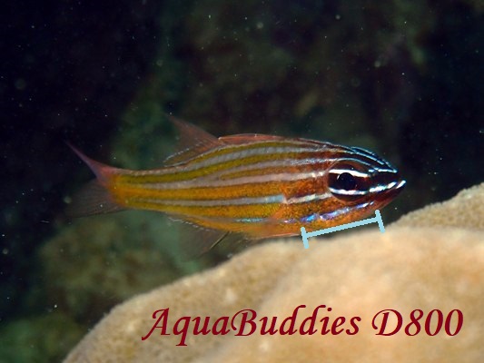 Pacific Orange-lined Cardinalfish Ostorhinchus sp.4