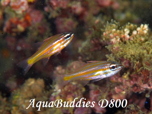 Pacific Orange-lined Cardinalfish Ostorhinchus sp.4