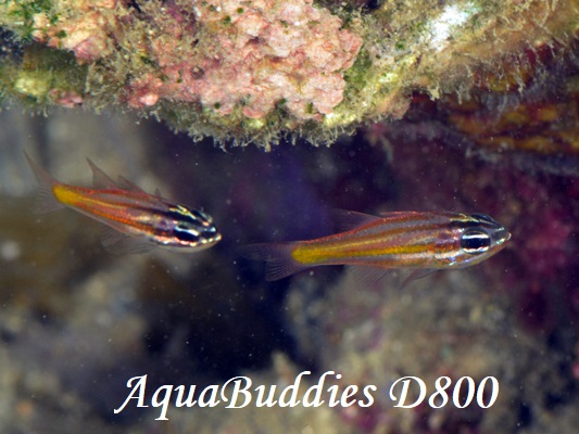 Pacific Orange-lined Cardinalfish Ostorhinchus sp.4