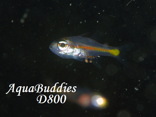 Pacific Orange-lined Cardinalfish Ostorhinchus sp.4