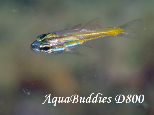 Pacific Orange-lined Cardinalfish Ostorhinchus sp.4