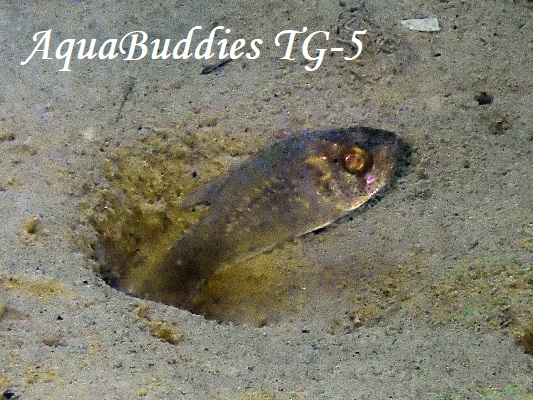 PearlyFinned CardinalFish Jaydia poeciloptera