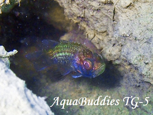 PearlyFinned CardinalFish Jaydia poeciloptera