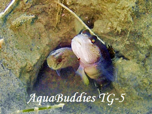 PearlyFinned CardinalFish Jaydia poeciloptera