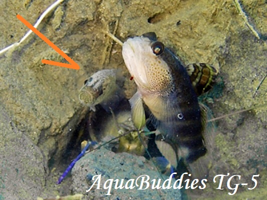 PearlyFinned CardinalFish Jaydia poeciloptera