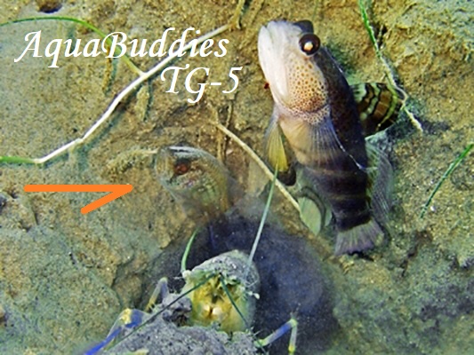 PearlyFinned CardinalFish Jaydia poeciloptera