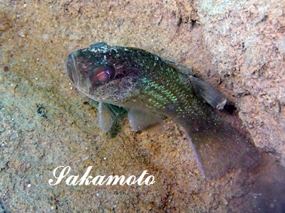 PearlyFinned CardinalFish Jaydia poeciloptera