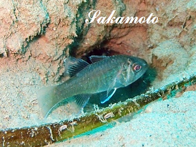 PearlyFinned CardinalFish Jaydia poeciloptera