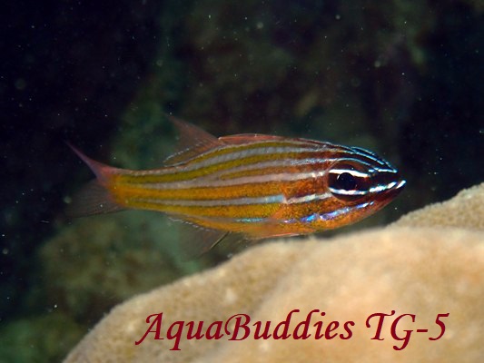 Pacific Orange-lined Cardinalfish Ostorhinchus sp.4