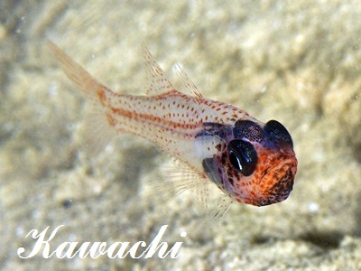 TNeWN_C Glassy Cardinalfish Cercamia eremia