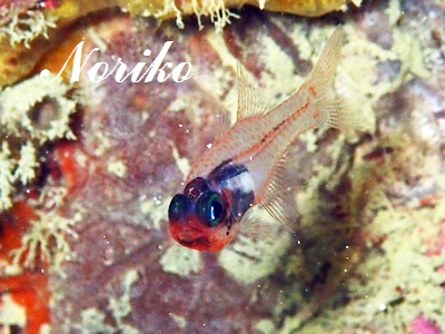 TNeWN_C Glassy Cardinalfish Cercamia eremia