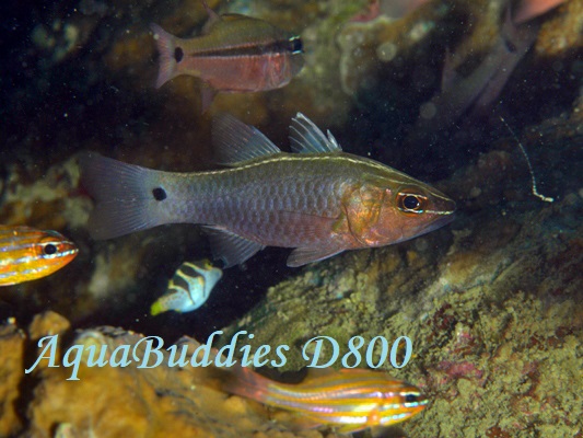 TUi~CV` SilverLined Cardinalfish Ostorhinchus hartzfeldii