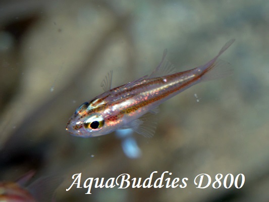 ZzVeWN_C Moluccan Cardinalfish Ostorhinchus moluccensis