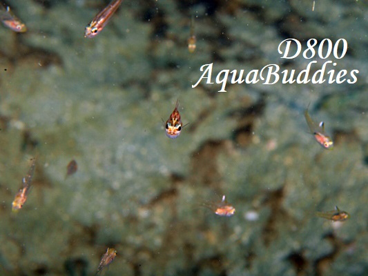 ZzVeWN_C Moluccan Cardinalfish Ostorhinchus moluccensis