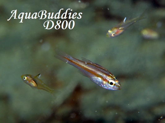 ZzVeWN_C Moluccan Cardinalfish Ostorhinchus moluccensis