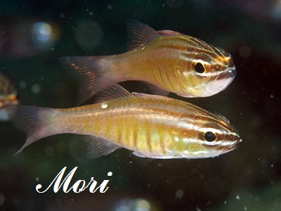 ZzVeWN_C Moluccan Cardinalfish Ostorhinchus moluccensis