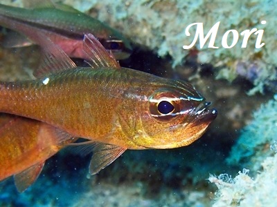 ZzVeWN_C Moluccan Cardinalfish Ostorhinchus moluccensis