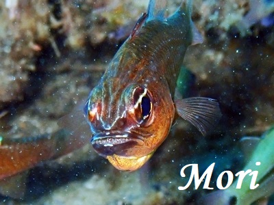 ZzVeWN_C Moluccan Cardinalfish Ostorhinchus moluccensis