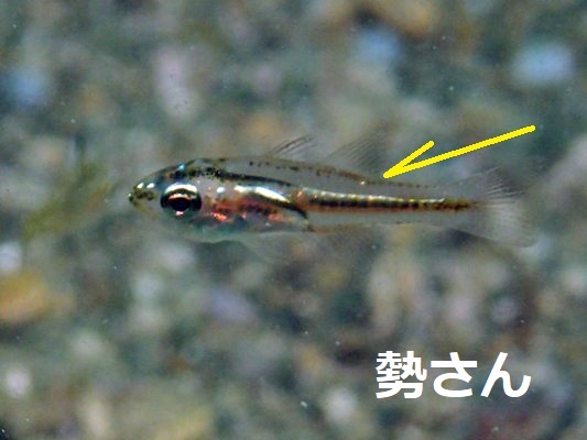 �Z�z�V�e���W�N�_�C Moluccan Cardinalfish Ostorhinchus moluccensis