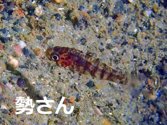 �V�{���_�}�V Fowleria vaiulae