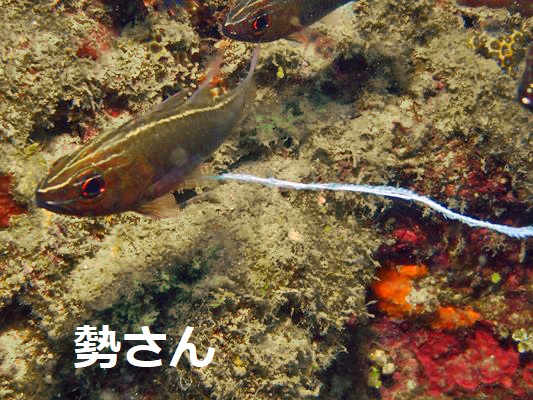 �T�U�i�~�C�V���` SilverLined Cardinalfish Ostorhinchus hartzfeldii